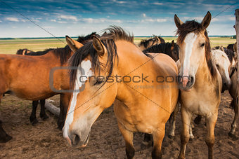 Herd of horses in pasture in summer