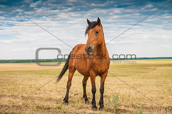 Young stallion in the field