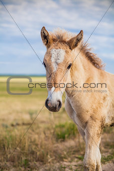 Little foal in the field