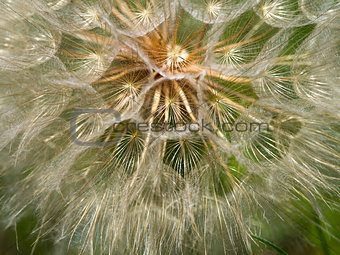 Giant Dandelion In A Close-up