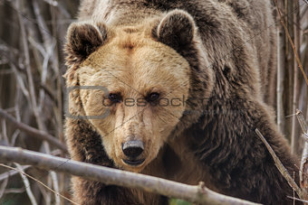 Eurasian brown bear, Romania 