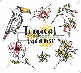Toucan bird and tropical flowers