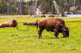 Bison grazing with others sleeping in background