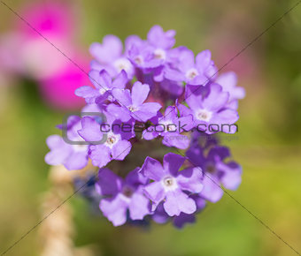 Closeup of a purple Elizabeth Earle flowers in ornamental garden
