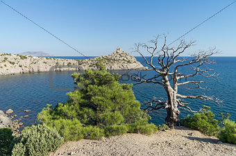 Two relict pine, live and dead, over the sea. Crimea, September.