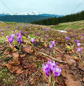 Purple Crocus flowers on spring mountain
