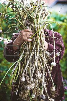 Garlic in farmers hands