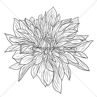 Beautiful monochrome sketch, black and white dahlia flower isolated