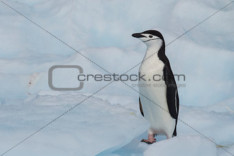 Chinstrap Penguin on the ice