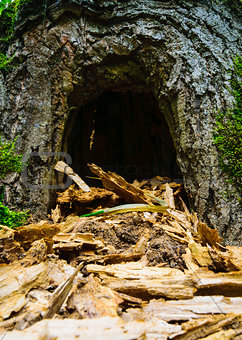 Hollow in the tree. Similar to the cave. A den for animals.