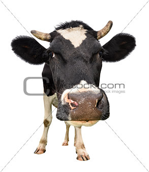 Funny cute cow isolated on white background.