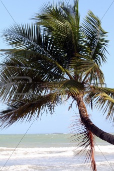 Palm on the beach