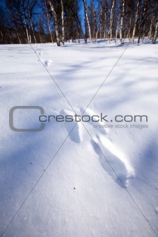 Rabbit Trail in Snow