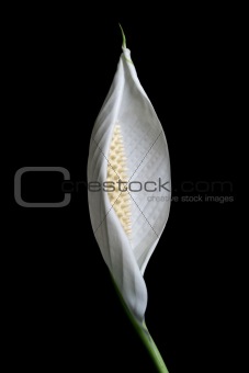 White Peace Lily Close-up on black background