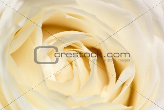 Cream rose.