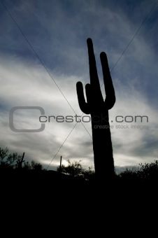 Cactus Silhouette at Sunset