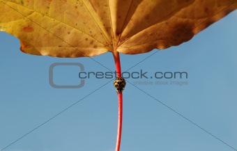 autumn ladybug