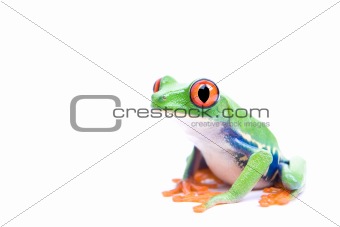 red-eyed tree frog isolated
