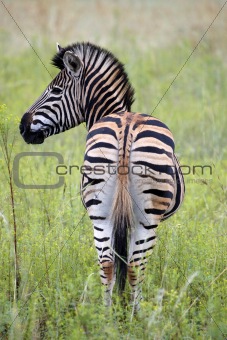 burchells zebra 
