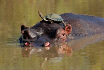 Hippopotamus and terrapin