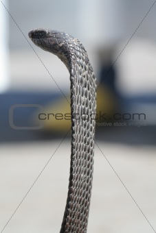 Cobra, dangerous snake