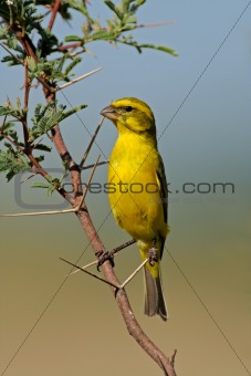 Yellow canary