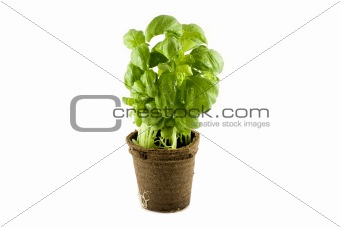 Fresh basil plant isolated on white background
