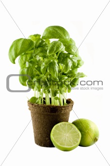 Basil plant & lime isolated on white background
