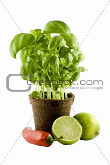 Basil, lime & chili isolated on white background