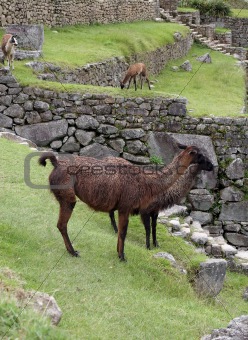Alpacas at Machu Picchu