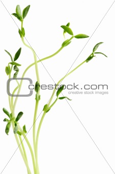 Green sprouts on white background