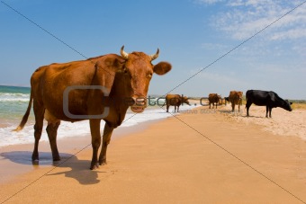 sunbathing cow