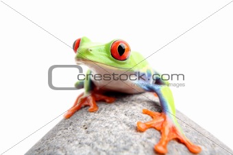 frog on a rock isolated