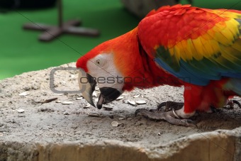 Parrot enjoying sunflower seeds