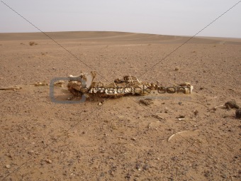 Horse skeleton in desert