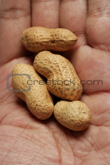 peanuts on a hand