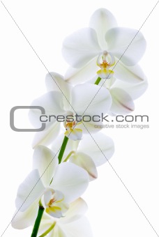 Pure orchid.