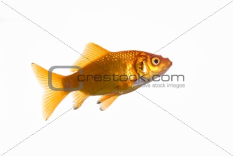 Goldfish, isolated over white