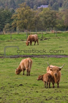 Highland cattles