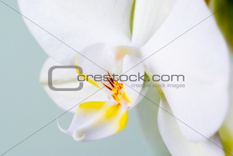 Orchid detail.