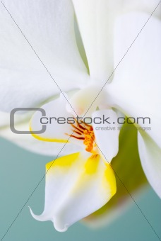Detail of rchid flower.