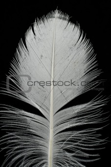 feather on black