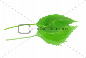 green leaf with its reflection on white background