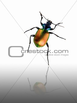 Dancing Beetle
