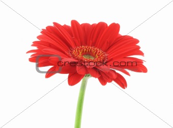 red beauty on white background