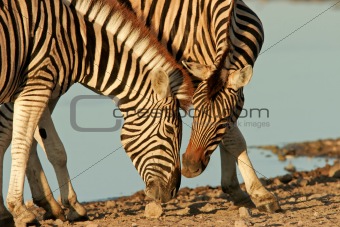 Interacting Zebras
