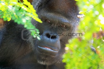 Sad gorilla