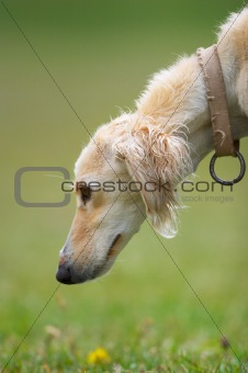 Taigan (Kyrgyz borzoi) dog head