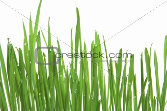 Green grass, horizontal format