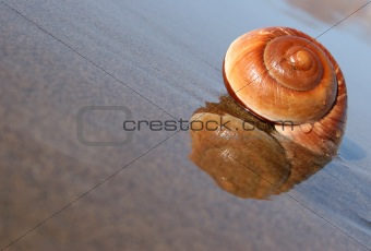 Seaside Snail